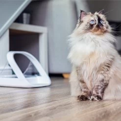 Surefeed Connect Microchip Voerautomaat -Dierenwinkel WnNhu9hPMUo1QKjKghfbGLzae1cNy9 metaU3VyZWZlZWQtMS5qcGc