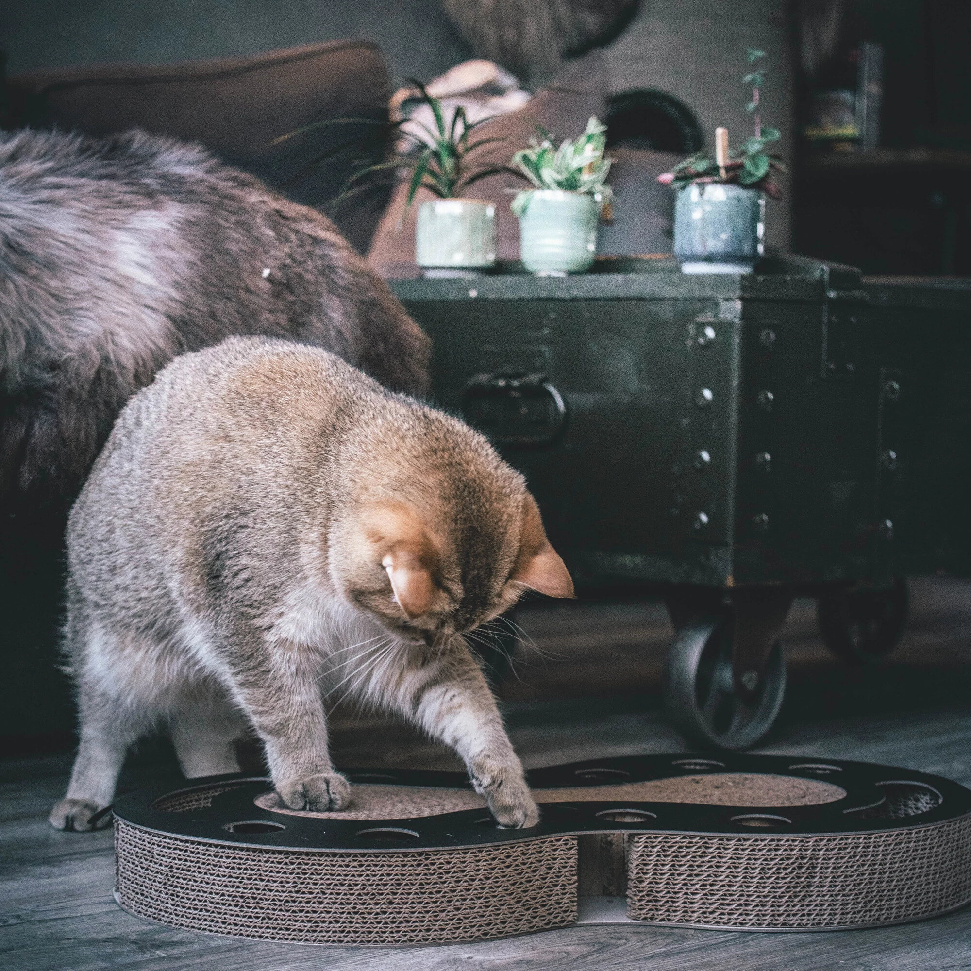 District 70 Snake 6 District 70 Snake - Afbeelding 4