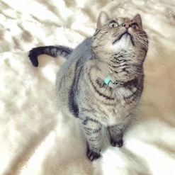 DWAM Kattenhalsband Tommy -Dierenwinkel dwam kattenhalsband tommy 166393 1000 none