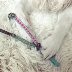 DWAM Kattenhalsband Tommy -Dierenwinkel dwam kattenhalsband tommy 166399 1000 none