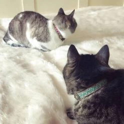 DWAM Kattenhalsband Tommy -Dierenwinkel dwam kattenhalsband tommy 166402 1000 none