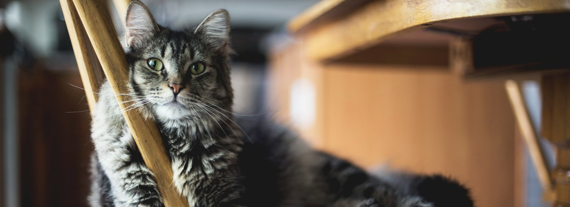 Dierenwinkel -Dierenwinkel kari shea eMzblc6JmXM unsplash 1