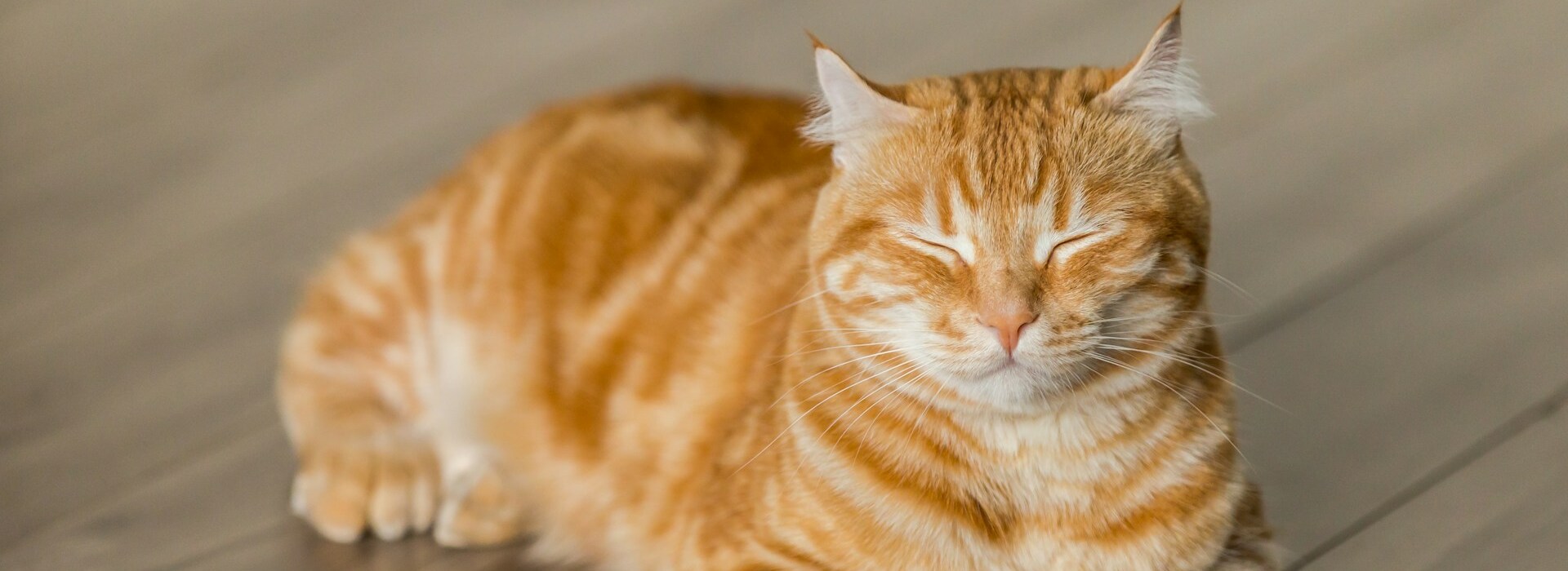 Dierenwinkel -Dierenwinkel michael sum LEpfefQf4rU unsplash 1