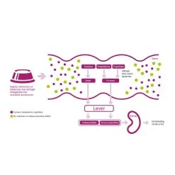 Porus One -Dierenwinkel porus one 134455 1000 none