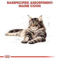 Royal Canin Maine Coon Adult Wet - Kattenvoer -Dierenwinkel royal canin maine coon adult wet kattenvoer 126020 1000 none